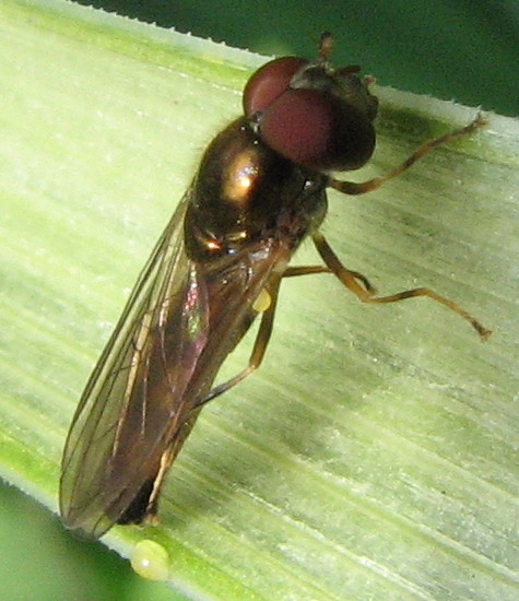 Melanostoma scalare M (Syrphidae)